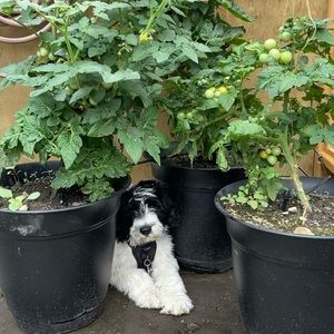 Meet your Posher, Andrea